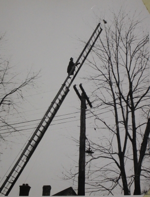 Firefighter rescuing a cat from a tree