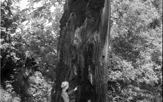 Small boy examining the very large standing burnt out tree trunk.