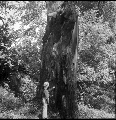 Small boy examining the very large standing burnt out tree trunk.